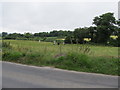 Grazing land alongside the Ballyloughlin Road