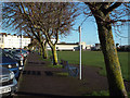 Wind-bent limes by Powderham Terrace and the Den, Teignmouth