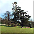 Mature trees near The Rowdens, Eastcliff, Teignmouth