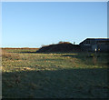 Grazing north of Flamborough Road 