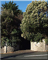 Trees at the entrance to the Abbey Coach House, 103 Dawlish Road, Teignmouth