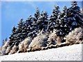 Common wood in the snow