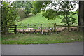 Sheep in field below Arklow Hill