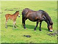 Cotswold Farm Park residents