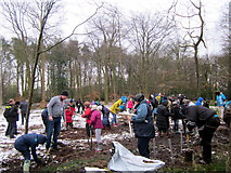 SO9974 : Planting Hazel Whips on the Lickey Warren by Roy Hughes