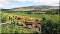 Cattle, Strathspey