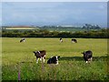 Pasture, Holme St Cuthbert