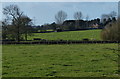 Sheep and pasture near Aston Flamville