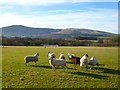 Pasture, Castle Sowerby