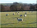 Pasture, Caldbeck