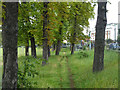 Through the trees, Brockwell Park