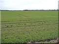 Farmland east of Fox Lane