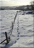SK2479 : Footprints in the Snow by Neil Theasby