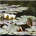 SJ6651 : Water lilies by Gerald England