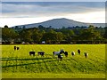 Pasture, Skelton