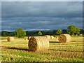 Farmland, Skelton