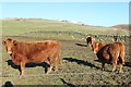 Cattle at Bagbie