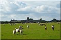 Pasture, St Cuthbert Without