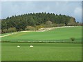 Farmland, Hesket