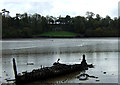 Wreck on the River Plym Estuary