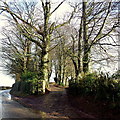 Wooded entrance to Plas-celyn