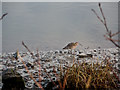 A solitary curlew beside the River Taw