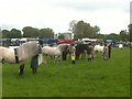 Horse show at Ayr Racecourse