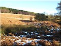 Rough pasture at Gollinglith