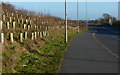 Path along the A47 Clickers Way