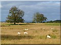 Pasture, Hayton