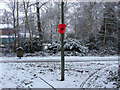 Poppy in the snow, Goldsworth Park