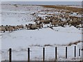 NY7360 : Sheep on Blackshield Bog by Oliver Dixon