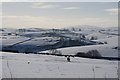 Sheep grazing, snow fields, rolling hills