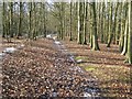 Looking from the forest edge back onto the blue bike trail in Sherwood Pines Forest Park