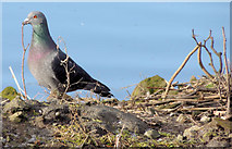 J3675 : Feral pigeon with twig, Victoria Park, Belfast (February 2015) by Albert Bridge