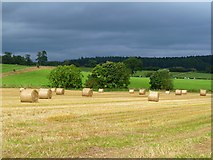 NY5525 : Farmland, Melkinthorpe, Lowther by Andrew Smith