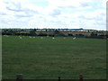 Grazing south of Naseby Road