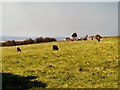 SJ9693 : Grazing cattle at Werneth Low by Gerald England