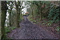 Pembrokeshire Coast Path in Rhode Wood