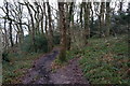 Pembrokeshire Coast Path in Rhode Wood