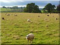 Pasture, Temple Sowerby