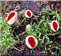 TG1600 : Scarlet Elf Cup (Sarcoscypha coccinea) mushrooms by Evelyn Simak