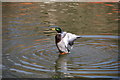 Mallard In Lake