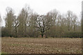 Looking to a small wood over arable land, near Howe Green