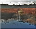 Ducks on the Cleddau