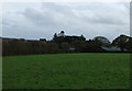 Grazing near Cornsclose