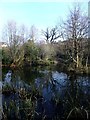 Trees beside the lake