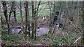 Looking down on the Felindre Brook