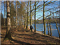 SD2994 : Beside Coniston Water, Harrison Coppice by Karl and Ali