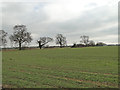 TM2274 : Hedgerow between fields by Adrian S Pye
